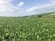 画像4: TSUKUMO（北海道士別市産大豆） (4)