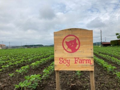 画像3: プラントミルクメーカー ピーレチェ お試し大豆つき！送料サービス